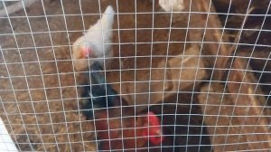 ✅️Рикки не даёт плясать.😂