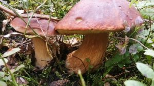 А сосновые белые по прежнему прут