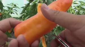 Сибирский перец? Что это?