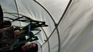 Пересадка гигантского лука