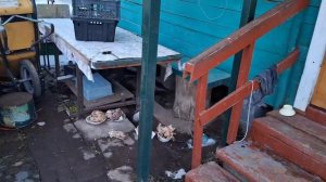 Вечерний обход