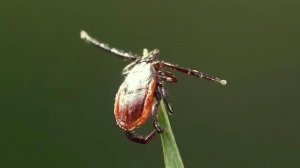 Специалисты прогнозируют настоящее нашествие клещей и комаров этой весной.