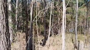 Ленинградская область.Шум большого города Санкт Петербурга.14.02.26г.