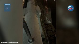 Жуткая жестокость: котёнка выкинули в воду с 6-метровой высоты в Сочи