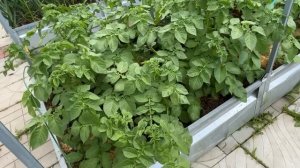 В гостях на участке