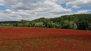 Почему ты, ивушка, у реки студёной - Сергей Морозов