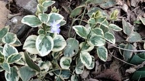 Обзор цветов на 14 марта .