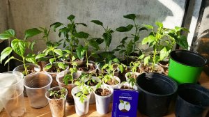 Рассада сама нам скажет,когда и куда её пересадить. Про увеличение объёма грунта