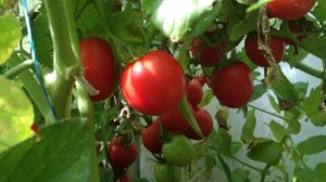 Чудо -семена помидорчиков выросли у меня на балконе в прошлом году.