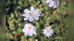 Медитация 00018