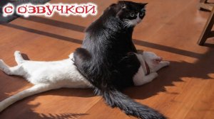 СМЕШНО ДО СЛЕЗ Приколы_с_котами и кошками!Смешные_коты!_Самые_смешные_животные!Смешная озвучка
