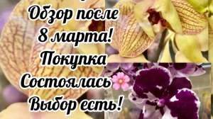 Обзор орхидей после 8 марта в строительном магазине, что осталось! Состояние, что купила!