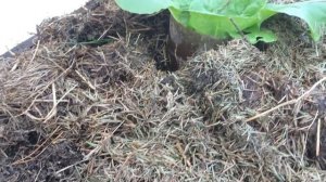 АКТИВНАЯ МУЛЬЧА КАК ПОВЫСИТЬ ПЛОДОРОДИЕ часть2