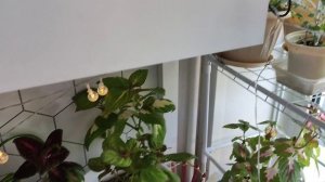 Уборка #593 картошка, плита)