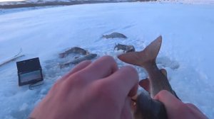 ДИКИЙ ПЕРВЫЙ ЛЁД!!! ГИГАНТСКИЕ РЫБИНЫ НА ЛЬДУ!!!