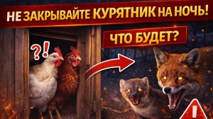 Я не закрыл курятник на ночь… Утром был ШОК 😱


Многие владельцы кур задаются вопросом:
обязательно
