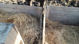 Жеребец залез в кормушку