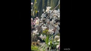 А в Сочи весна ), магнолия цветет