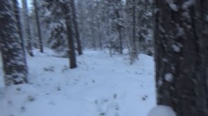 В избушку с ночевой.Охота на куницу