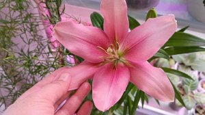 Девочки вы посмотрите на эту красоту ☺☺☺лилия в квартире зимой