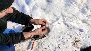 Стоит ли собирать Латунные Пуговицы и Замочки, и ночью встретил Бобра.