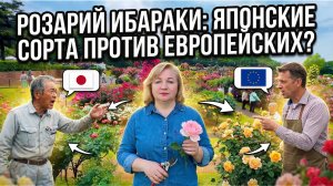 ПРОГУЛКА ПО РОЗАРИЮ ИБАРАКИ | РОЗЫ КОТОРЫЕ ПОРАЖАЮТ