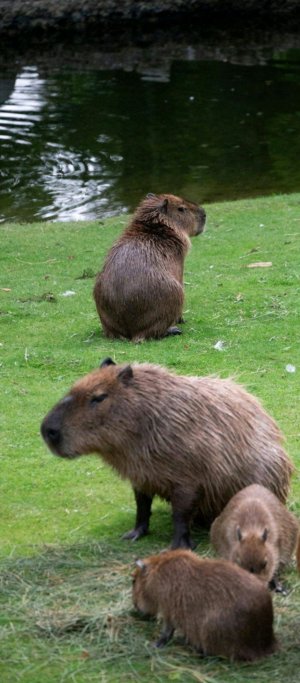 первая моя трансляция (с Олесей)