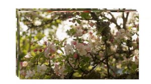 Красивый весенний сад.