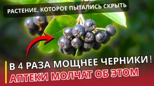 Черноплодное золото под окнами | Почему этот куст ценнее аптеки