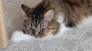 у меня 10 подписчиков