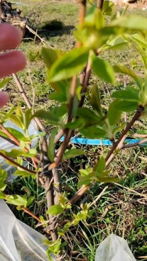 lv_0_20260313223259.mp4