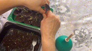 Распикировала Кохию «Султан»