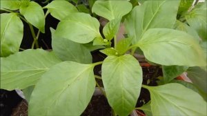 БОЛЬШОЙ урожай ПЕРЦА, что нужно сделать