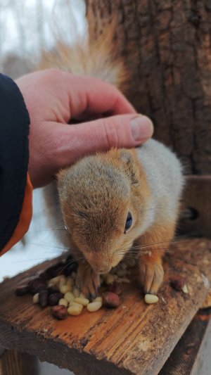 Ласковая белка
