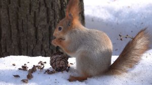 Белка с шишкой. Зарисовка