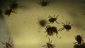 Более 100 россиян обратились к врачам из-за укуса клещей с начала весны.