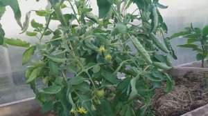 В ГОСТЯХ у меня на ОГОРОДЕ