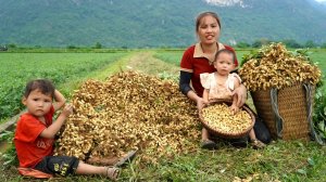 Мама поневоле. Дуонг. Собираю урожай арахиса. Забрала мальчика домой - его отец был пьян. Серия 88