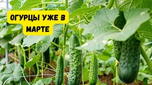 Огурцы собираем уже в марте — простая фишка, которая даёт отличный результат!