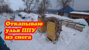 ОТКАПЫВАЮ УЛЬЯ ППУ ИЗ ПОД СНЕГА