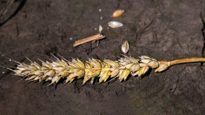 FT: ближневосточный конфликт может спровоцировать мировой голод