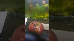 2 личю яблоко от издивания