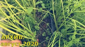 «Умный» капельный полив грядок своими руками