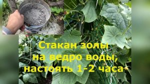 СДЕЛАЙТЕ ЭТО И ЗАВЯЗИ ОГУРЦОВ НЕ БУДУТ ЖЕЛТЕТЬ, СТАНУТ ЗЕЛЕНЫМИ И ВКУСНЫМИ