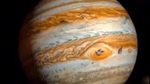 тюлени захватили мир