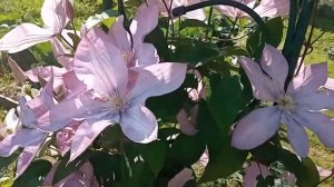 Клематис ПРОТЕУС - загадочный цветок.