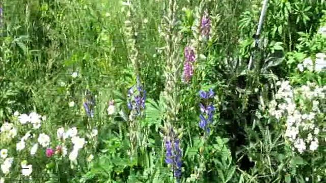 Июль цветёт, благоухает... 2 часть. Лепетан Морр Фильм.