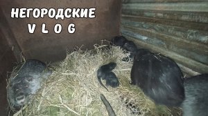 НУТРИЯ ощенилась. НУТРЯТ отсадили от семьи. 11.03.26