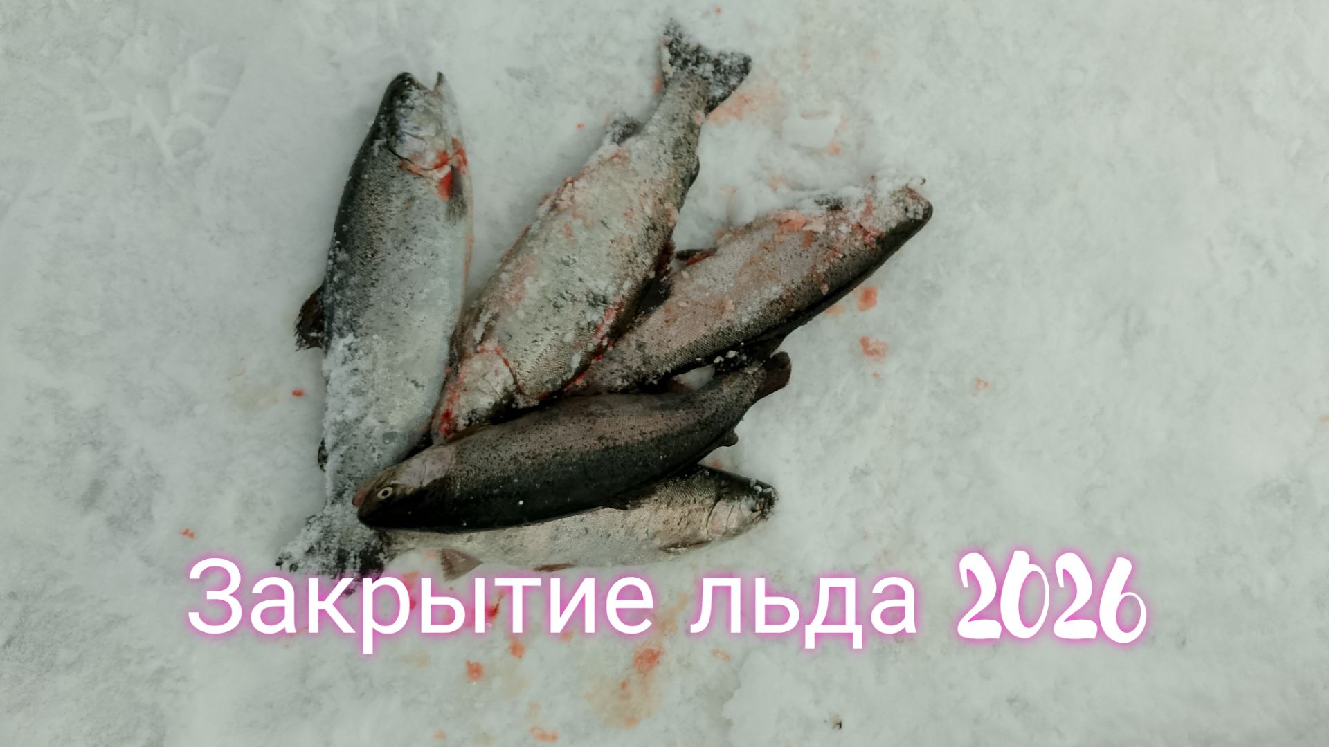 Закрытие льда 2026! Ловля форели на актив, силикон делает рыбалку!