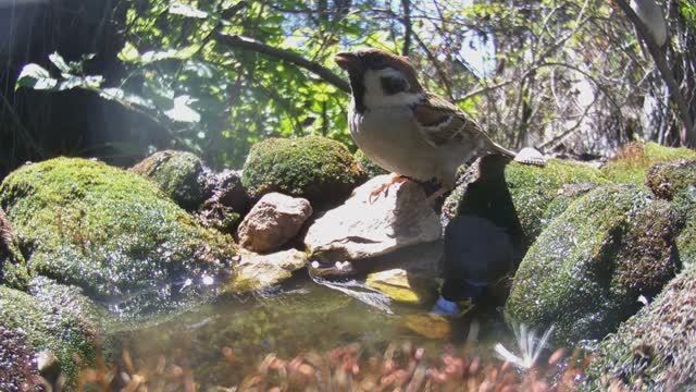 ПТИЦЫ на ПОИЛКЕ в САДУ/ ФОТОЛОВУШКА в САДУ